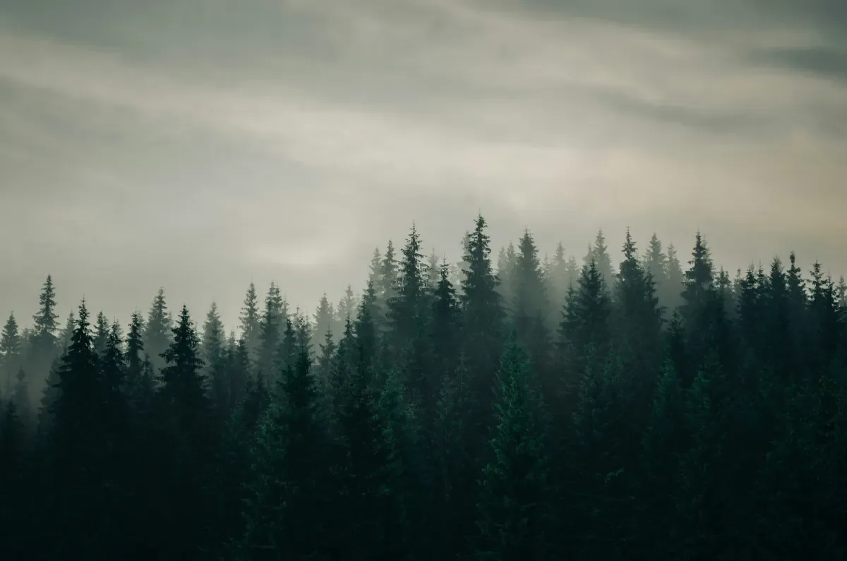 Misty pine forest under a grey sky, cover image for From open loops to closed loops